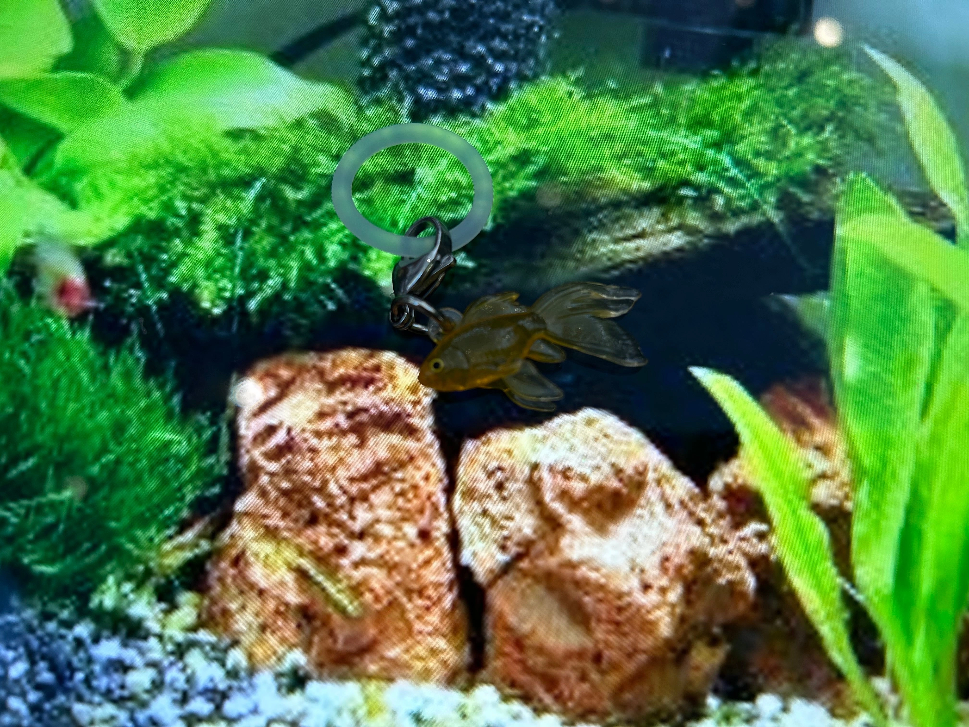 Gaming Article Gaming Model Rainy Goldfish Small Figure Keychain 6 Pieces Set (In-stock)