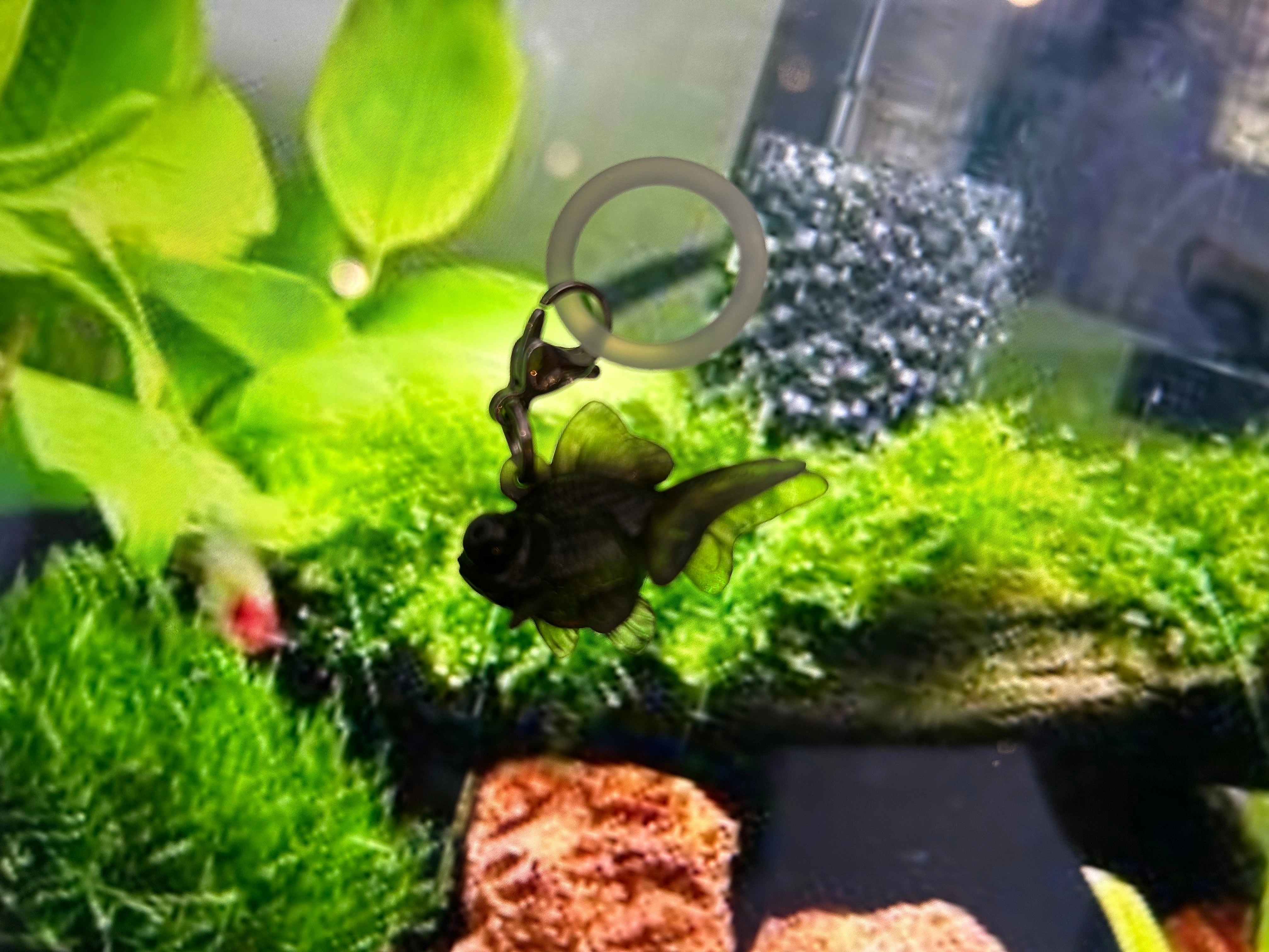 Rainy Goldfish Small Figure Keychain 6 Pieces Set (In-stock) Premium Creation Designer Merchandise