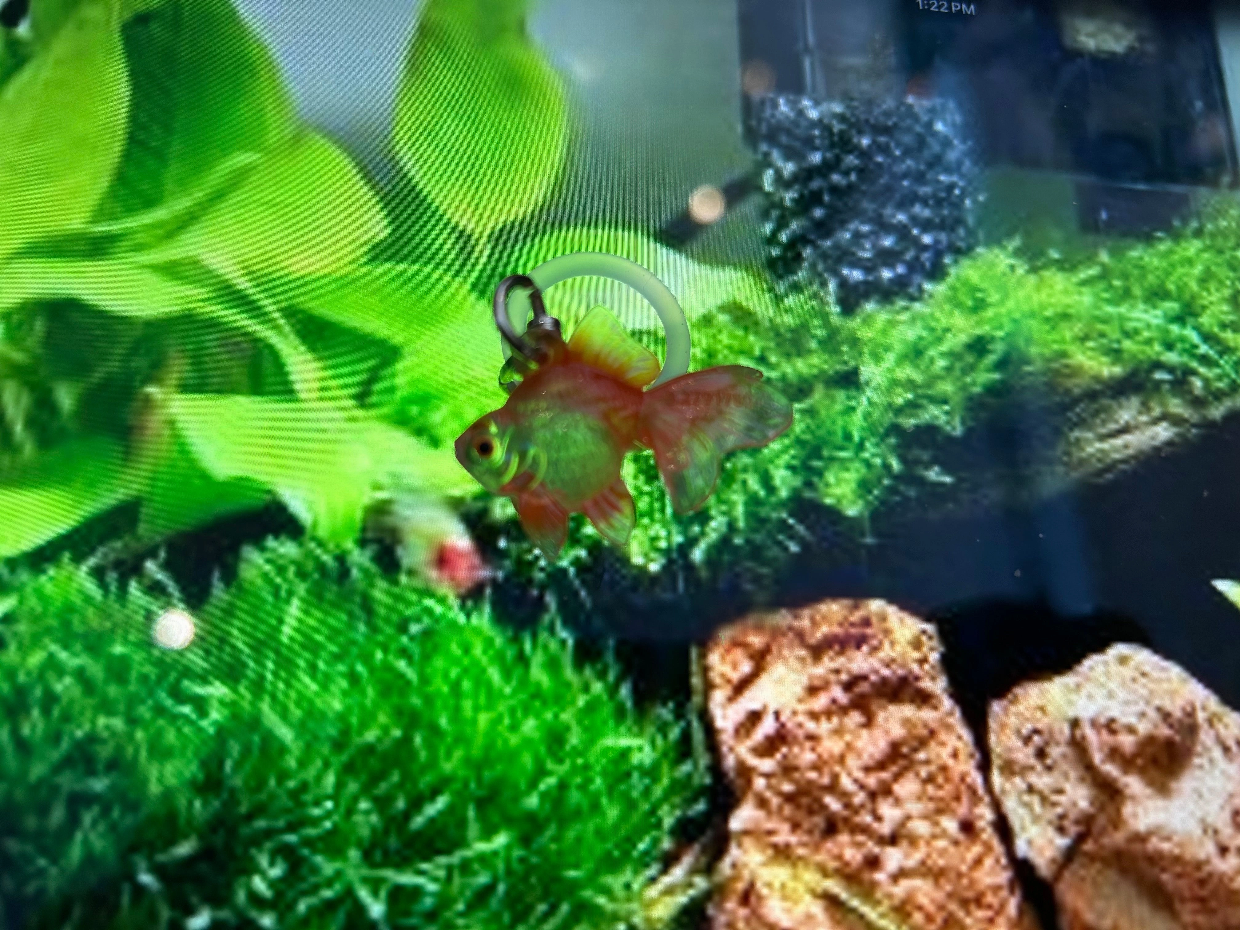 Miniature Collection Rainy Goldfish Small Figure Keychain 6 Pieces Set (In-stock)